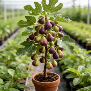 Fig Tree Live Plant – Perennial Fig Fruit Tree Starter Plant for Outdoor Garden and Yard Planting