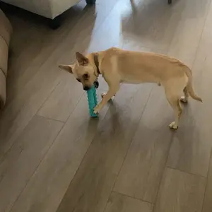 Durable Dog Toothbrush, Pet Chew Toothbrush and Teething Toy, Pet Oral Care Tool, Dog Dental Sticks and Tooth-Cleaning Brush