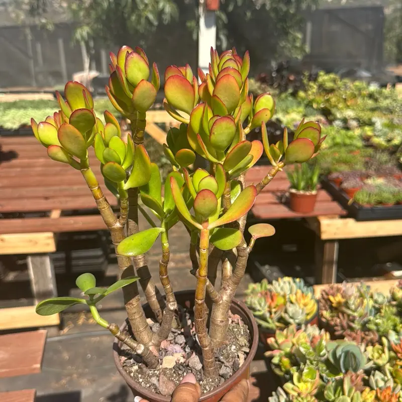 Jade plant Crassula 6 in pot  plant succulent