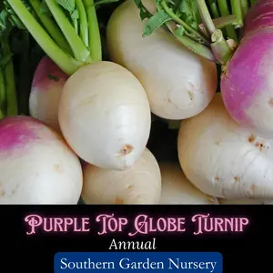 Purple Top White Globe Turnip Seeds, Sweet Garden Root Crop, Heirloom Open-Pollinated, Non-GMO Vegetable