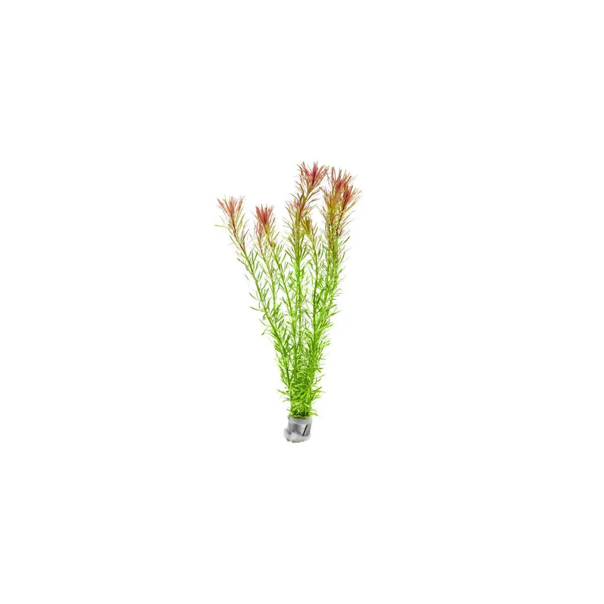 Rotala Bossii