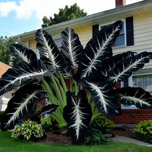 800 Hosta Seeds – Ideal Shade Garden Plants for a Cool, Natural Look