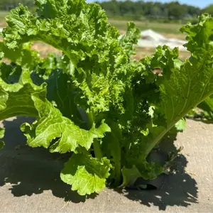 Southern Giant Curled Mustard Green Seeds Organic (Brassica juncea) – Bold, peppery flavor – Perfect for Southern-style dishes and soups.
