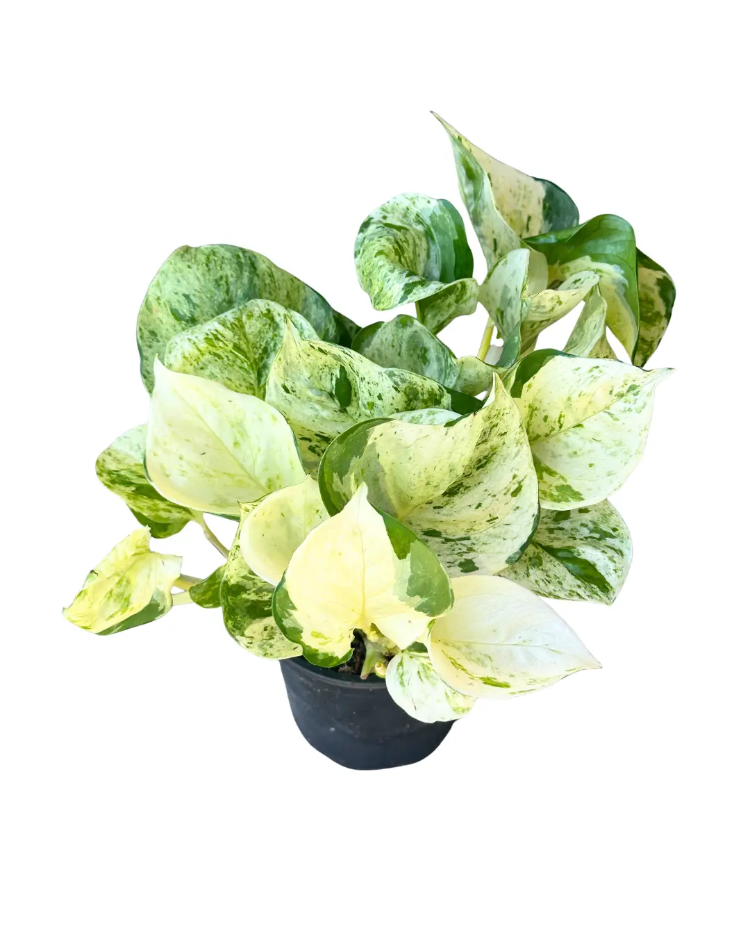4" Pothos Manjula - Epipremnum Aureum Manjula