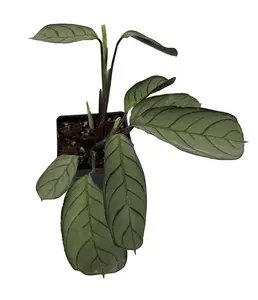 Never Never Peacock Plant - Ctenanthe burle-marxii 'Amagris' - 2.5" Pot