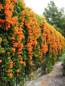 RED Trumpet Vine 100 Seeds Vine Clippings Seed Start Pack Perennial Hummingbird