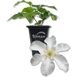 Clematis John Huxtable - Live Starter Plants in 2 Inch Growers Pots - Starter Plants Ready for The Garden - Rare Clematis for Collectors