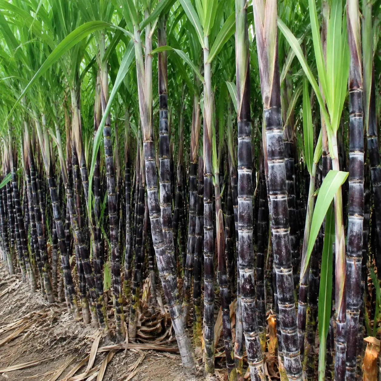 1000+ High-Sucrose Sugarcane Seeds Bulk Pack, Sweet Juicy Stalks, Easy-Grow Hybrid for Home Garden