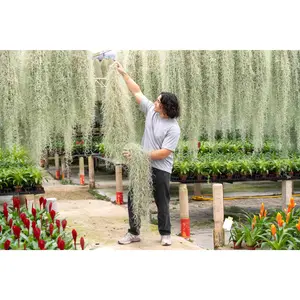 XL Colombia Thick Spanish Moss / Tillandsia Usneoides - Giant Hanging Clump