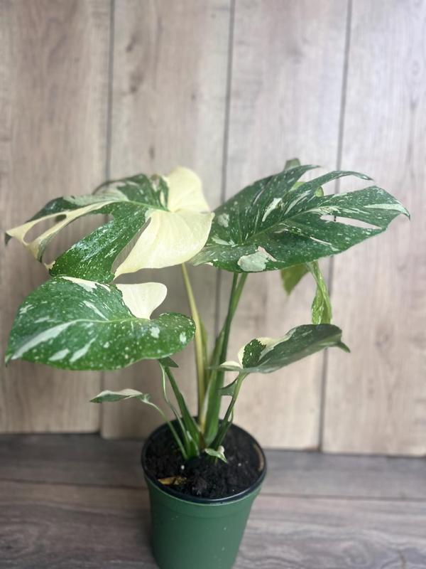 Large, Monstera Thai Constellation' in 6" POT, Thai Con.