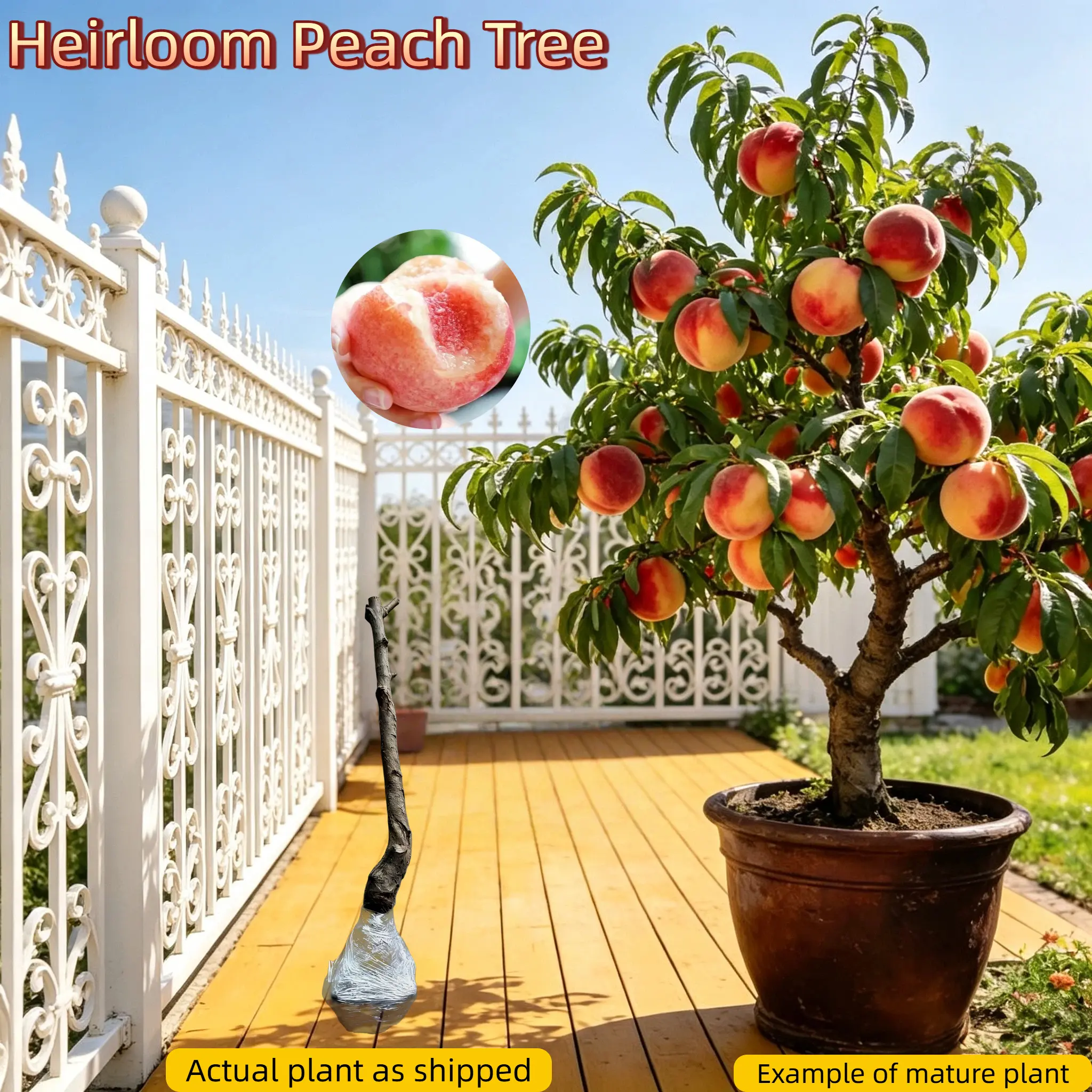 Non-GMO Peach Tree – Bare Root Live Plant, Healthy Roots, Easy to Grow, Great for Home Gardeners, Ideal for Patio, Garden, or Yard Compact Seedlings easy-to-cultivate fruit tree seed