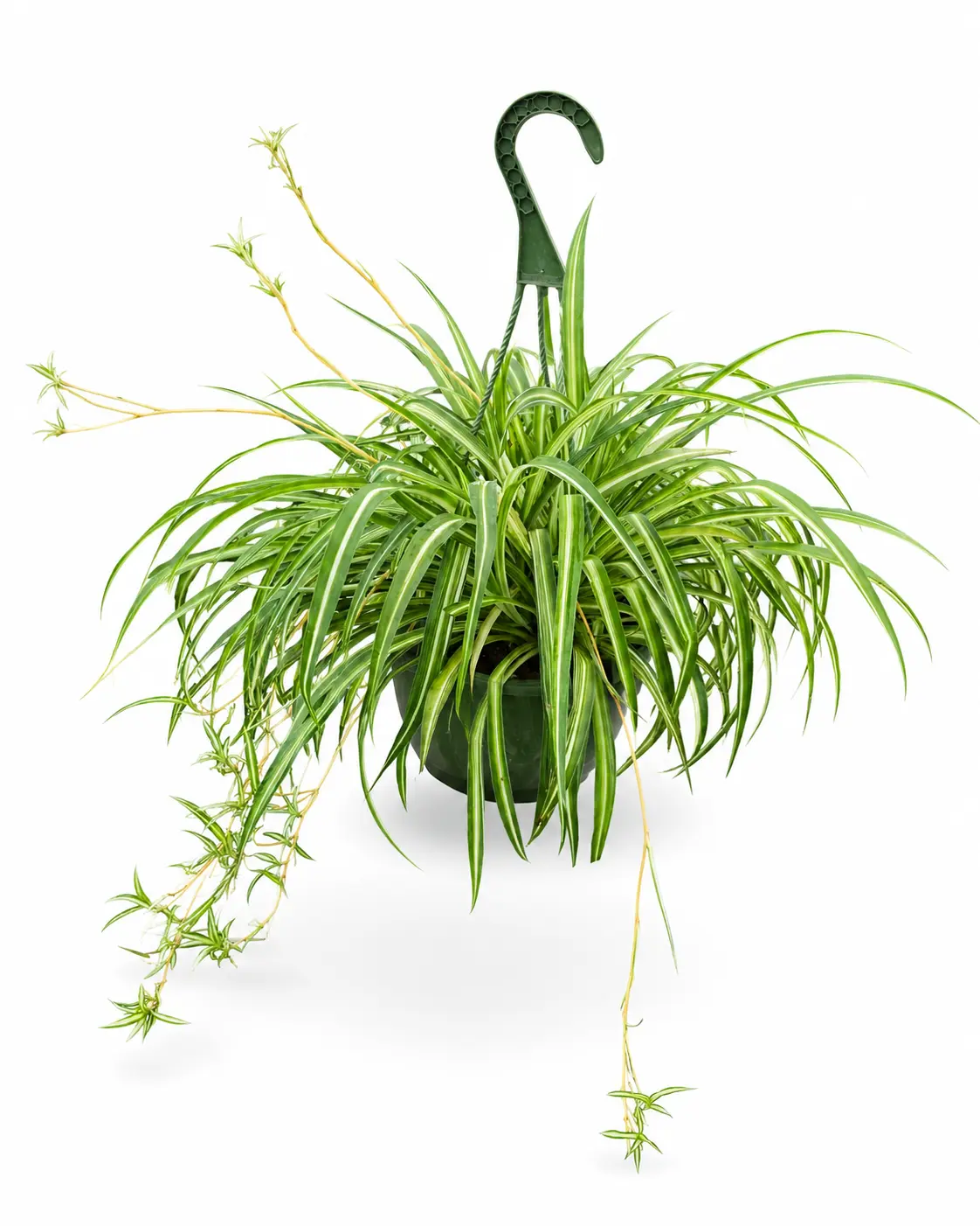 Variegated Spider Lily, Hanging Basket, Live Plant, Indoor Tropical Houseplant