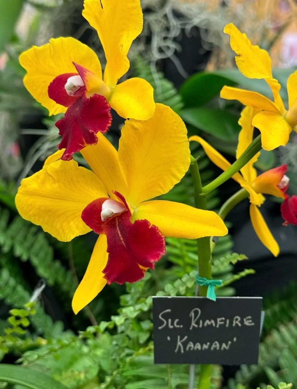 Sophrolaeliocattleya Yellow Orchid Jewelry • 925 Silver • 14K Gold • Species Orchid • Collector Set