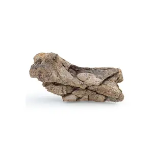Dinosaur Bone Fossil