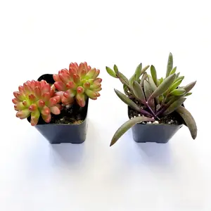 2 Inch Succulent Pair Featuring Plump Pink Jelly Bean Sedum and Trailing Othonna Capensis Ruby Necklace Purple Red Bean Vine Combo