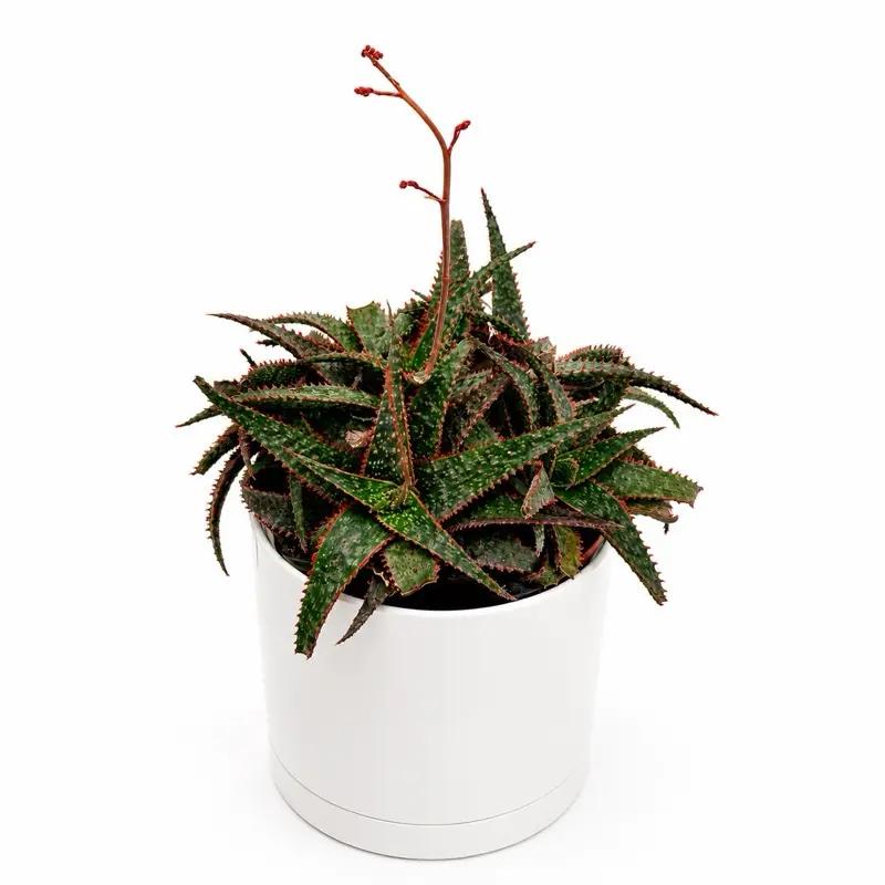 Aloe 'Christmas Carol' Live Succulent Plant - 6-Inch Pot, Indoor Garden Supply for Home Improvement