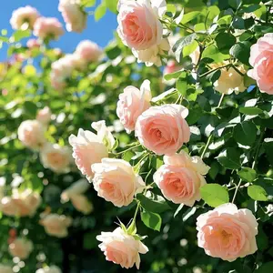 Rainbow Roses – Beginner Friendly, Stunning Summer Blooms,Transform Walls into Flower Cascades,Fast Growing, High Sprout Rate,Garden & Balcony Must-Have,Grow Your Own Rose Wall small