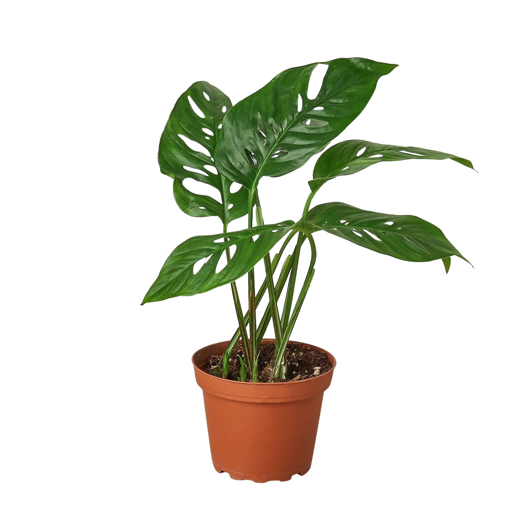 Monstera Adansonii 'Swiss Cheese', Swiss Cheese Monstera, Live Houseplant, Indoor Plant