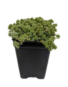 Love's Triangle Sedum - Stonecrop - Fairy Garden - 2.5" Pot
