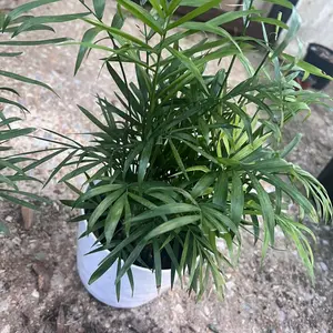 Decorative Parlor Palm Plants by Flowers & Plants