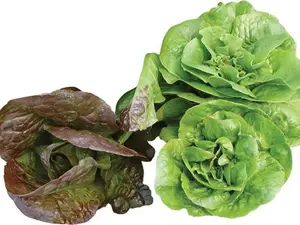 Burpee Bibb Blend Lettuce Seeds 500 seeds