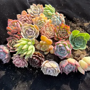 12/24 pieces, mixed DIY rare live succulent plant cuttings, 1-1.5 inches random mysterious bulk succulent plants, no roots, no pots, no soil, garden indoor office desk decoration, plant gifts, suitable for all seasons, potted plants