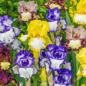 50 Mixed Color Iris Seeds Fragrant Flower Plant (much less money than bulbs) - FRESH SEEDS - Limited Supply - Order Soon - Thank You