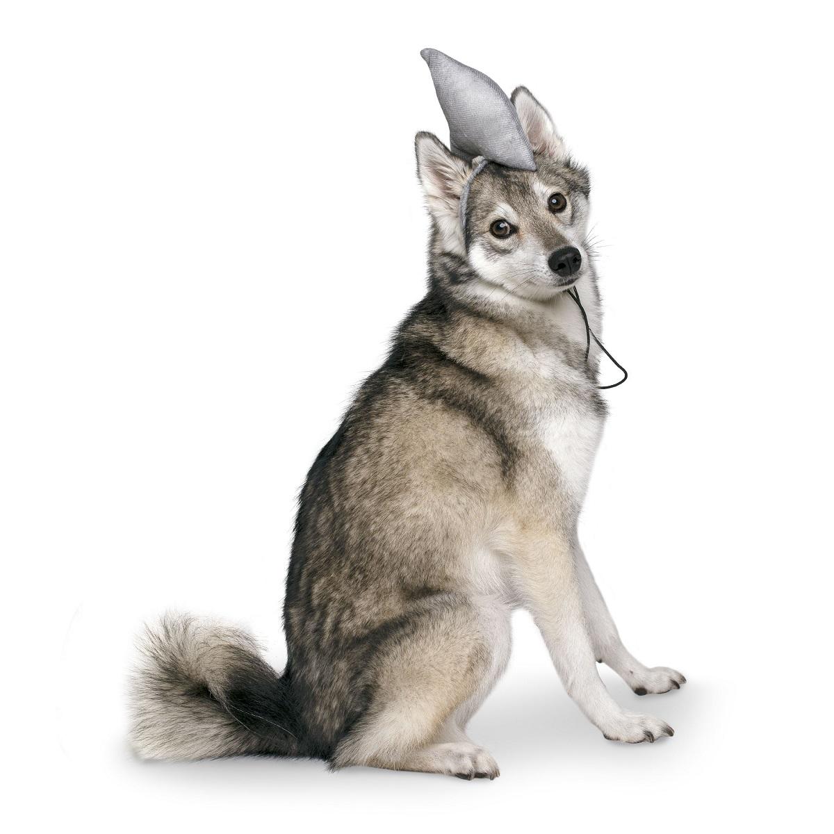 Midlee Shark Dog Headband Grey Shark Fin Halloween Costume for Medium to Large Dogs Adjustable Strap Comfortable Fit 4" to 8"
