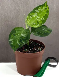 Aglaonema Pictum Tricolor