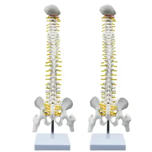 45cm Human Spine Model