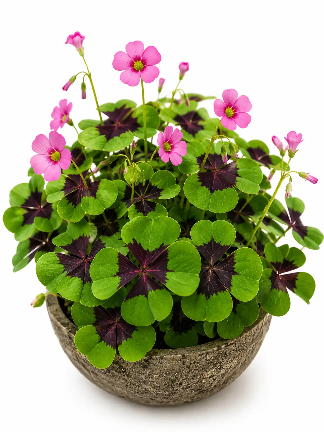 Iron Cross Shamrock Bulbs for Planting – Oxalis Deppei Live Bulbs – Easy-Care Perennial with Green & Burgundy Foliage – Pink Blooms for Indoor & Outdoor Gardens – CZ Grain