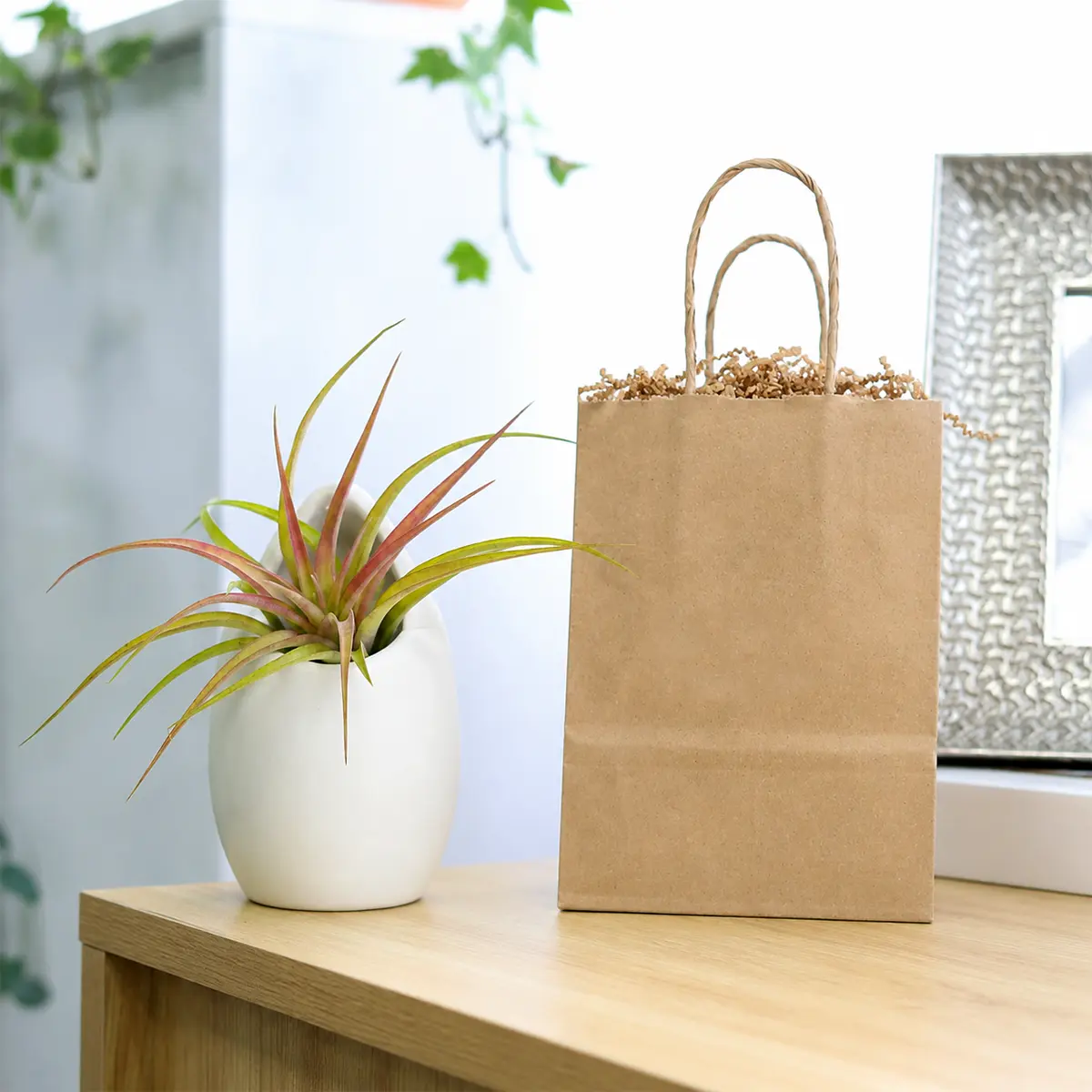 Assorted Tillandsia Air Plant with Gift Wrapped Large Ivory Ceramic Vase