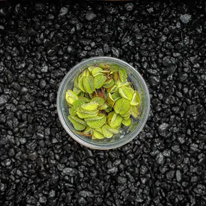 Salvinia minima