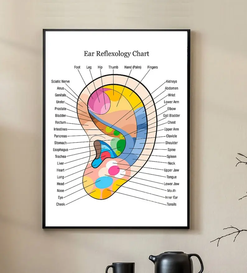 Ear Reflexology Chart Poster, Ear Chart Poster, Chart Poster. Vintage-Inspired Wall Decor Poster. Retro Charm for a Home Decor