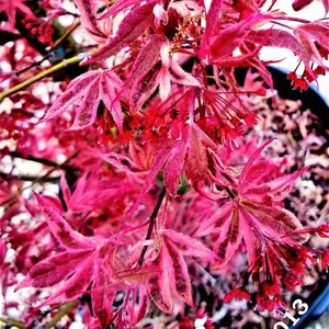 Acer palmatum 'Shirazz' Vareigated Japanese Maple