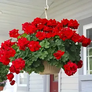 Set of 8 Uv-Proof Fake Geraniums - Vivid Red Decorative Plants for Indoor And Outdoor Use. Ideal for Gardens, Patios, And Festive Celebrations (Halloween/Christmas) Hanging Flowers, Plastic Fake Flowers, Faux Hanging Plant, Faux Flower Decorations