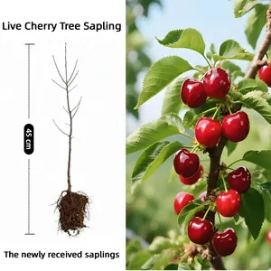 Sweet Cherry Tree Seedling 40-50 cm Cold Hardy Easy to Grow for Home Garden Live Peach Tree Sapling Sweet Cherry Tree Seedling 40-50 cm Cold Hardy Easy to Grow for Home Garden Live Peach Tree Sapling