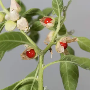 Ashwagandha (Withania somnifera) Organic Seeds – Medicinal Herb for Ayurvedic Gardens, Adaptogenic Plant for Wellness and Herbal Preparations