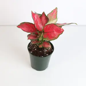 Aglaonema 'Wishes' Pink Plant