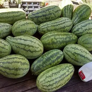 Jubilee Watermelon Seeds - Heirloom Non-GMO Organic