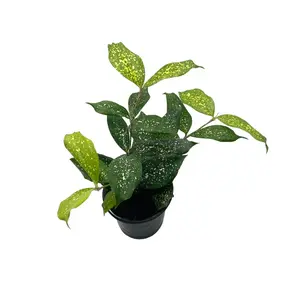 4” Japanese Bamboo, Florida Beauty, Gold Dust Dracaena, Dracaena surculosa, Plant, Gift, Live Plant