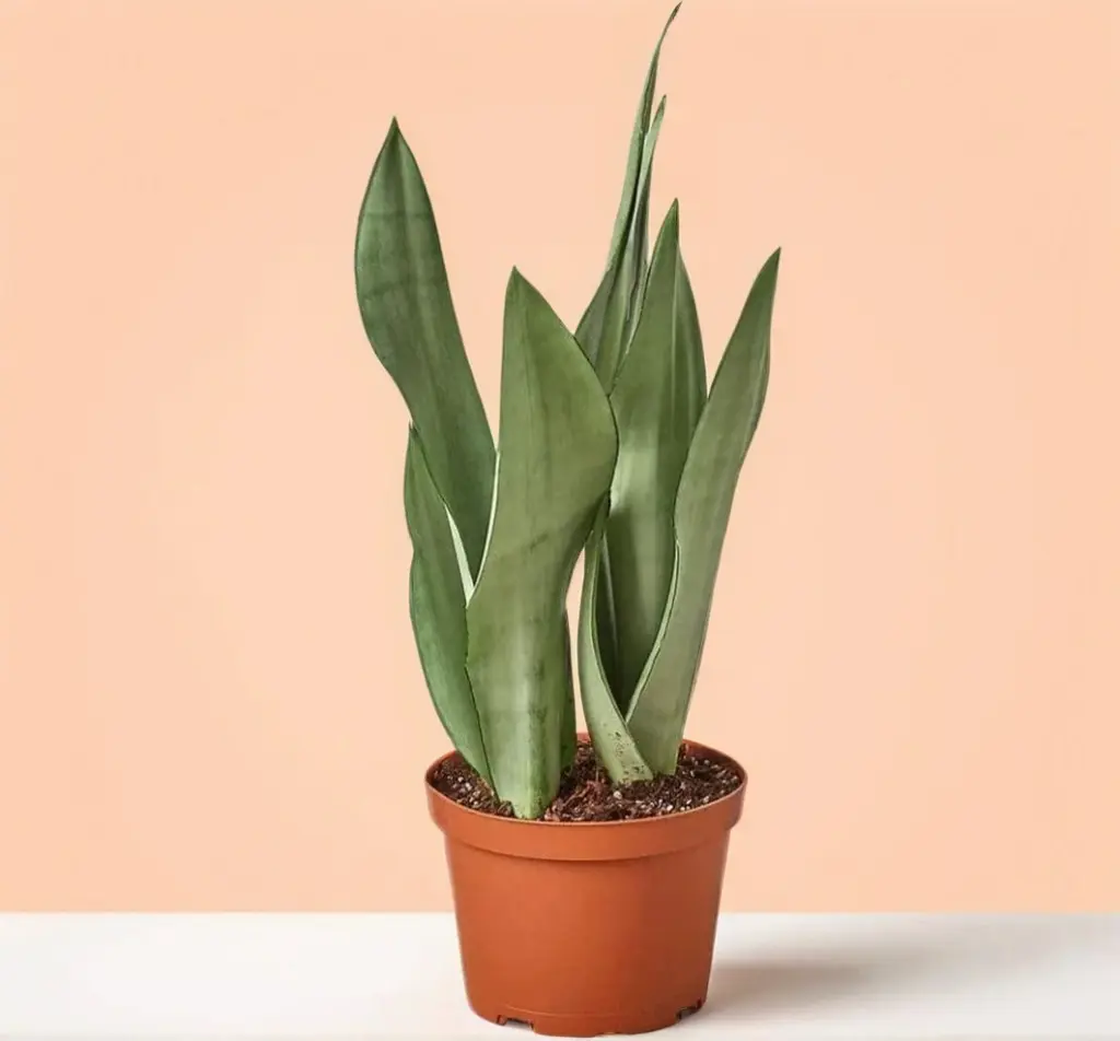 4" Snake Plant Moonshine -  Rare Indoor Plant, Air Purifying & Neglect Tolerant, Beginner Friendly, Bright Light, Low Light Sansevieria Trifasciata Decorative Ethereal
