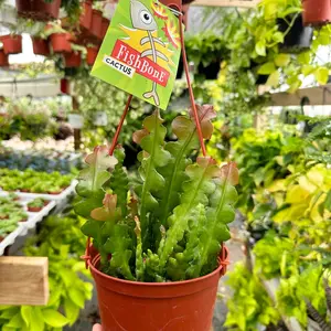 Fishbone Cactus 6 in pot Zig Zag Epiphyllum  palnt