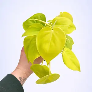 4" Lemon Lime Philodendron - Neon Philodendron - Philodendron hederaceum 'Lemon Lime' shelf decor Live Plant