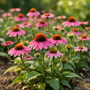 1000 Coneflower Seeds - Hardy, Beautiful Flower for Any Garden
