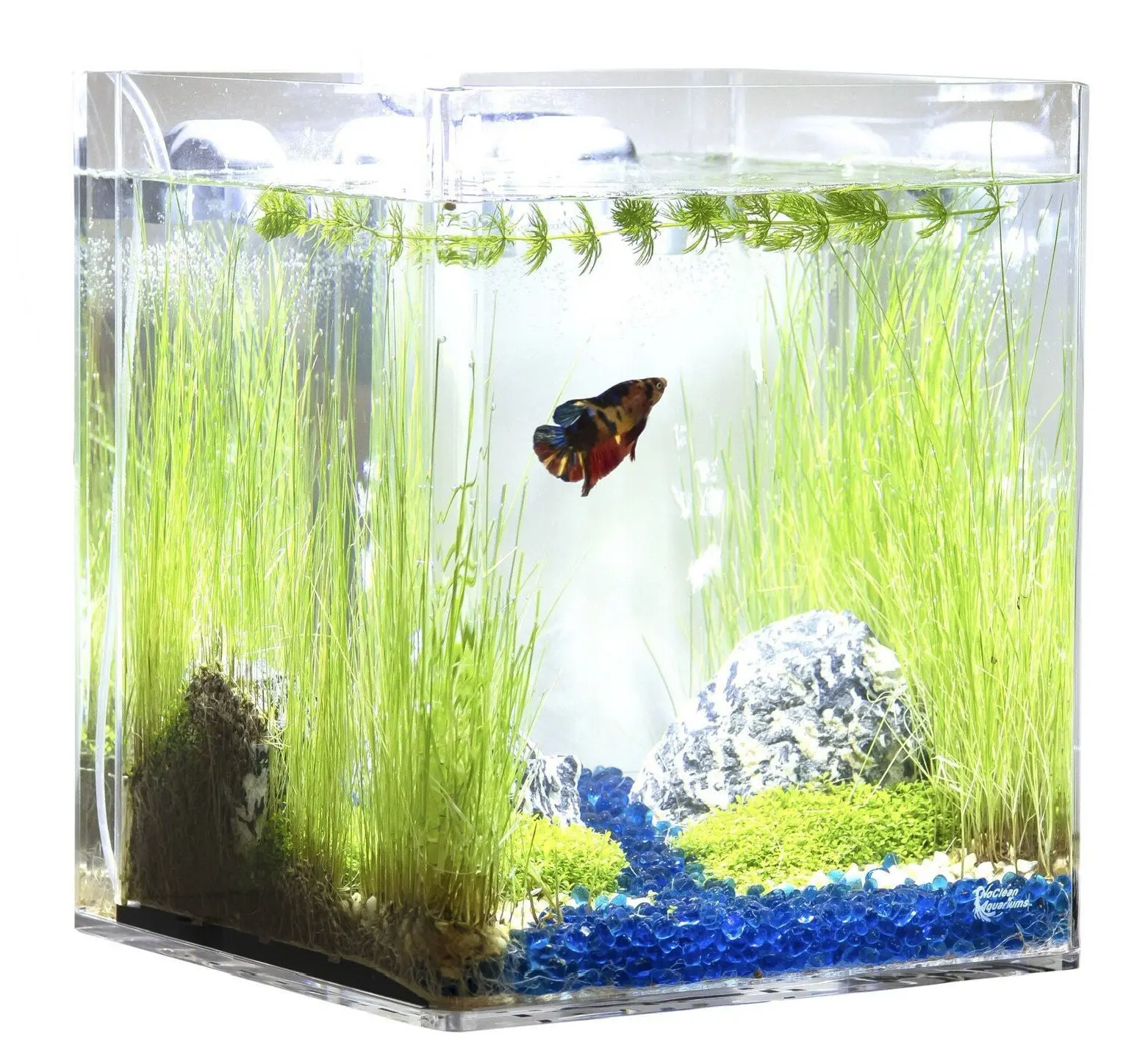 5 GALLON Self-Cleaning Aquarium | Rimless | Seamless | Cube