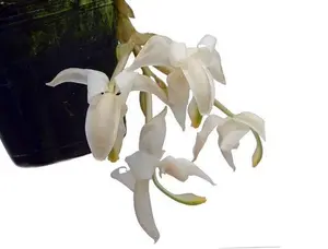 Stanhopea reichenbachiana