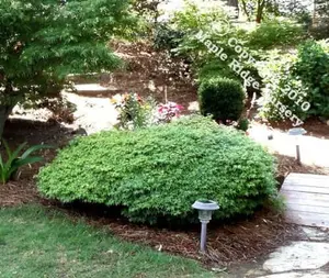 Acer palmatum 'Shishio hime' Dwarf Japanese Maple