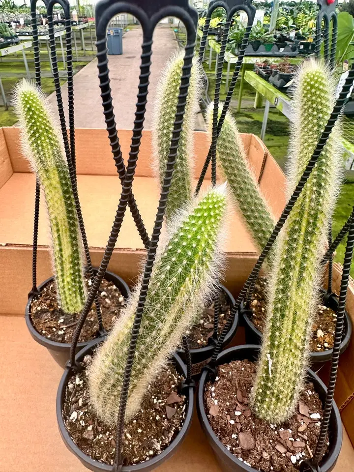 Monkey Tail Cactus variegated - 4” pot