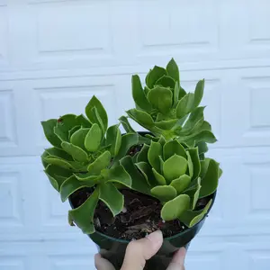 Aeonium Arboreum cv.